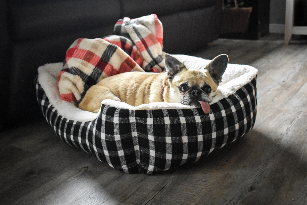 Pet Beds & Blankets